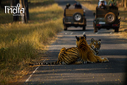 tadoba